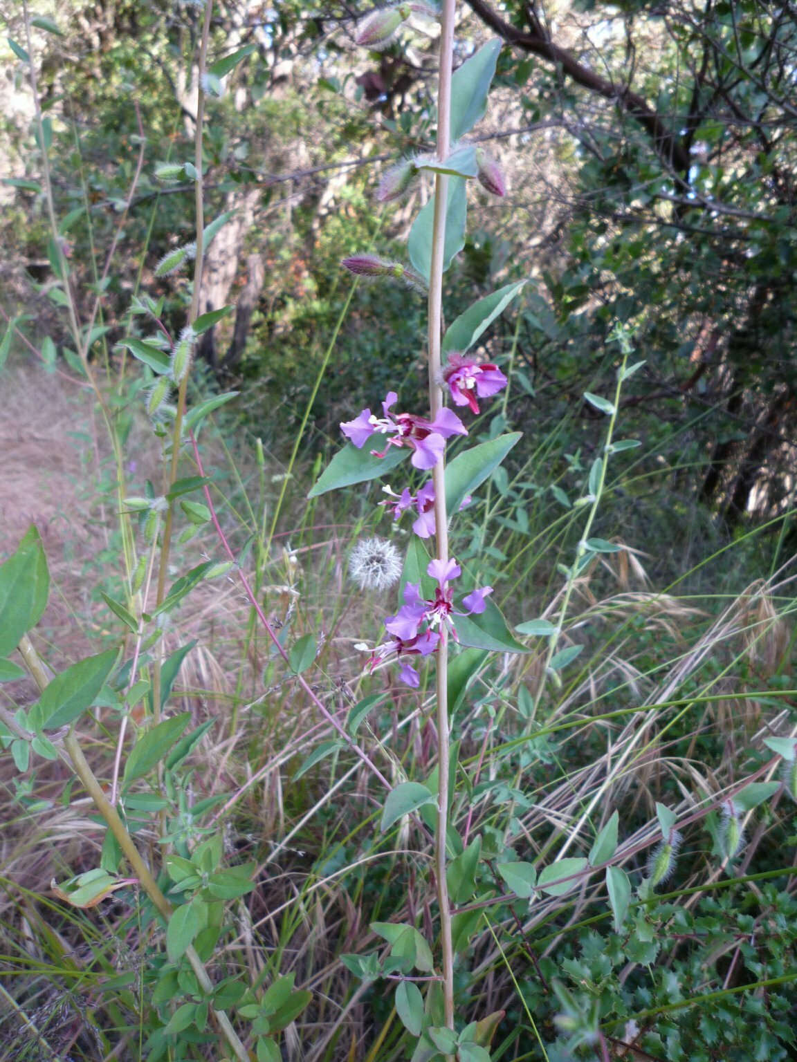 High Resolution Clarkia unguiculata Plant
